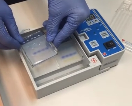 水平凝膠電泳;  凝膠樣品運行之后被刪除。 圖片來源：Accuris由基準科學